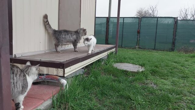 Cats and cats live near the house