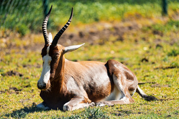 Bontebok antelope laying on the grass and enjoying the sun