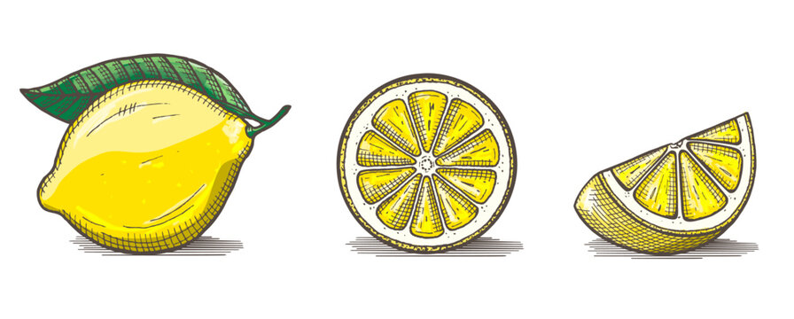 Two lemons and two lemon slices isolated on white background. Vegetarian, organic food. Vector Illustration. 