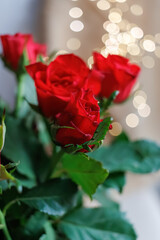 Close-up of beautiful red roses with water drops and blurred background with white, yellow bokeh. Shallow depth of field. Copy space