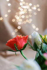 Close-up of beautiful red and white roses. Blurred background with white, yellow bokeh. Shallow depth of field. Copy space