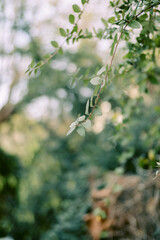 Hanging branch of a shrub with green leaves in spring and a beautiful blurred background with bokeh. Toned image.