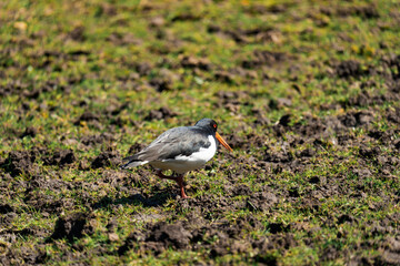 The Eurasian oystercatcher (Haematopus ostralegus) also known as the common pied oystercatcher