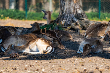 Deer laying on the ground in the shade