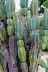 Green cactus with thorns in the natural environment. Indian Fig or Mission Cactus.