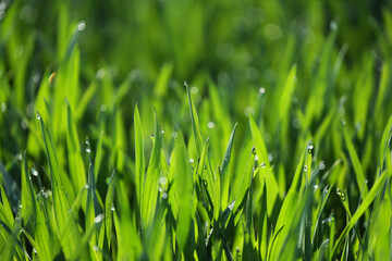 Źdźbła trawy z kroplami wody w promykach słońca. Zielone.  - obrazy, fototapety, plakaty