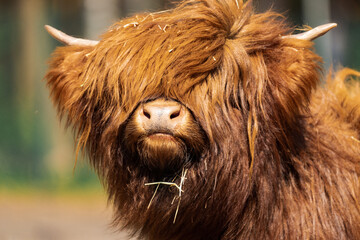 Small highland cattle on a bright and sunny day