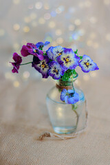 Pansy flowers with water drops in a glass vase and a blue blurred background with yellow bokeh. Shallow depth of field.