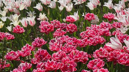Fototapeta premium Closeup field of bright spring tulips in shades of red, white and pink