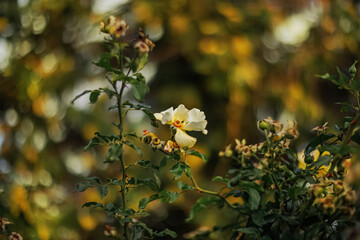 Blooming yellow roses in the park and a beautiful green blurred background with colorful bokeh. Roses with stamens and petals.