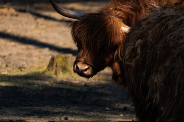 Fototapeta premium Small highland cattle on a bright and sunny day