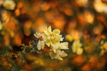 Blooming yellow roses in the park and a beautiful orange blurred background with colorful bokeh. Roses with stamens and petals.