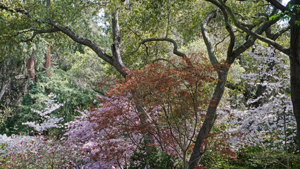 Obraz premium Magical spring woodland landscape with cherry trees and other flora in fresh bloom.