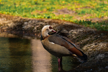 Egyptian goose enjoying the sun at a lake, close-up