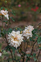Blooming white roses in the park and a beautiful green blurred background with gray bokeh. Green leaves.
