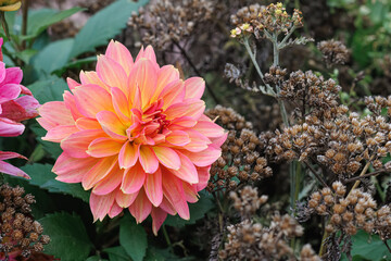 Pink blooming dahlia and dry flowers in autumn. Close-up of pink dahlias. Green leaves.