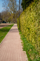 Pavement road with green hedge on side