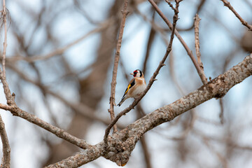 European goldfinch on a branch perched