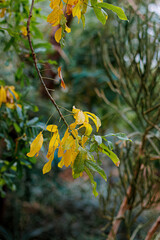 Branch of a shrub with yellow leaves in autumn and a beautiful blurred background with bokeh. Toned image.