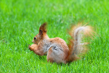 squirrel in the park