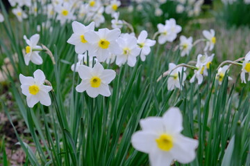 White crocus primroses. The wind sways the spring flower. Delicate plant in a flower bed. Lots of buds