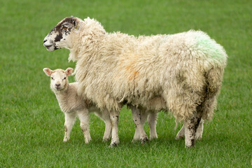 Swaledale mule sheep with her cute little lamb looking at camera  and stood in a green meadow.   Concept: a mother's love.  Clean, green background with space for copy.  Horizontal.