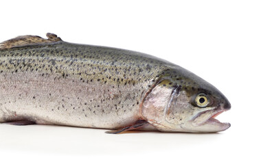 Naklejka premium One trout with its mouth open.