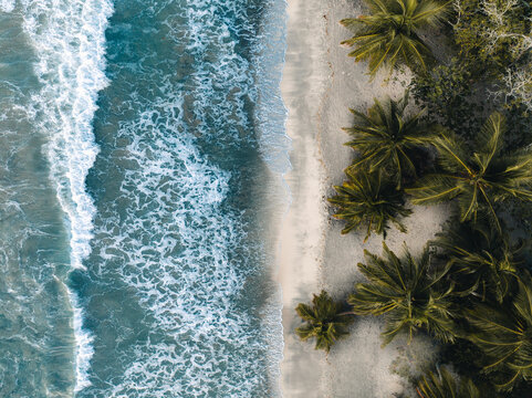 Aerial top drone view on sand beach,palm tree and ocean on the caribbean island of Martinique, France. Famous Plage des Salines beach.