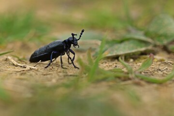 Männlicher Schwarzblauer Ölkäfer  (Meloe proscarabaeus)