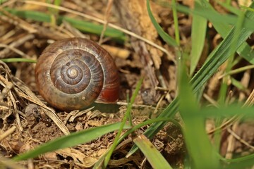 Gefleckte Schnirkelschnecke (Arianta arbustorum).