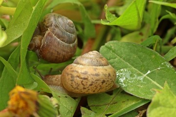 Gefleckte Schnirkelschnecke (Arianta arbustorum).