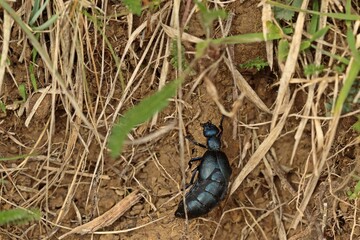 Weiblicher Schwarzblauer Ölkäfer (Meloe proscarabaeus).