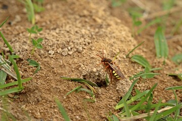 Rothaarige Wespenbiene (Nomada lathburiana) an Nestern der Weidensandbiene