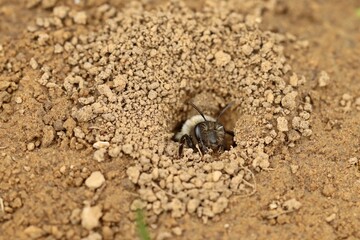 Weibliche Auen- oder Weidensandbiene (Andrena vaga) schaut aus ihrer Brutröhre