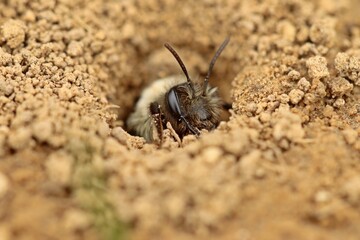 Weibliche Auen- oder Weidensandbiene (Andrena vaga) schaut aus ihrer Brutröhre