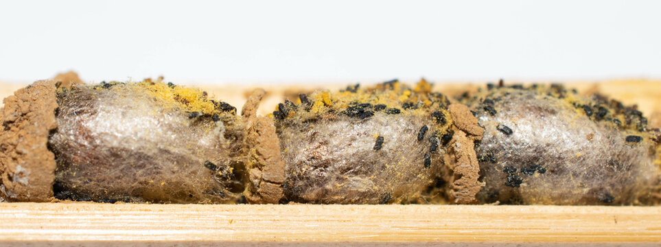 Mason Bee