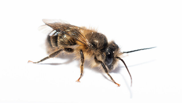 Mason Bee