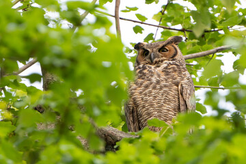 Adult Great Horned Owl perched in a tree