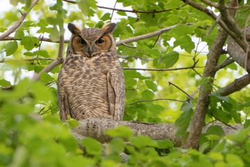 Adult Great Horned Owl perched in a tree