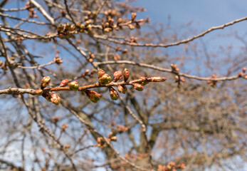 Ast mit Knospen im Frühling gegen den Himmel