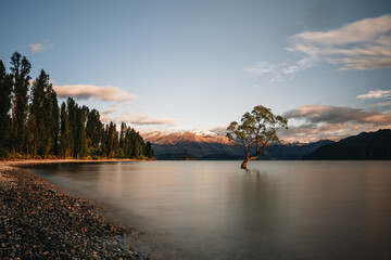 Beautiful tree inside the Lake Wanaka, taken during sunrise. Long Exposure. Travel concept, New Zealand.