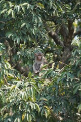 Monkey sitting on a tree branch