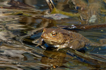 Common toad (Bufo bufo, from Latin bufo 