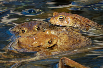 The male toads mount the females' backs, grasping them with their fore limbs under the armpits in a...