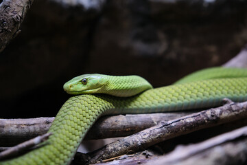 A Eastern Green mamba, Dendroaspis angusticeps, lying on branch