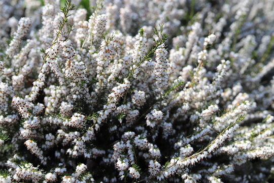 Bunch of Erica carnea, flowering subshrub known as Springwood White, Winter Heath, Snow Heath.