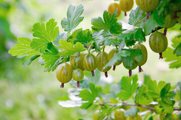 Close-up of vibrant green gooseberries on a branch, ripe gooseberry