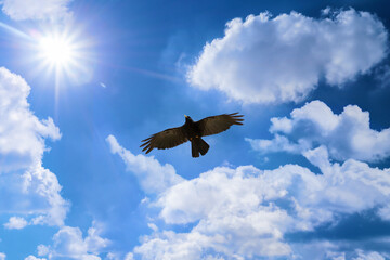 Big black bird flies towards the sun. Sun and clouds on a blue sky accompany a black beautiful Alpine chough, Corsica island, France
