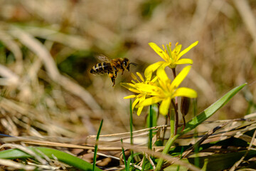 Bee on early spring flowers. A European or western honey bee sits on a yellow flower. bee collects nectar on yellow meadow flowers with green leaves. nature, spring, macro photo