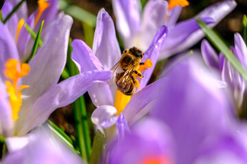Spring purple crocus flowers. A honey bee pollinates a flower. Selective focus